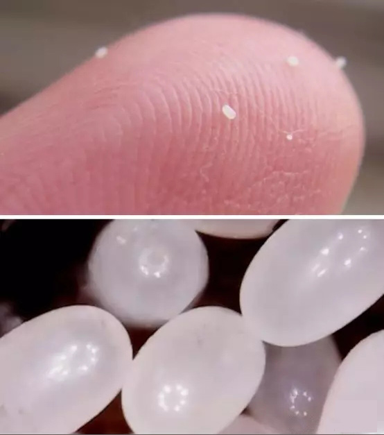 改变历史的跳蚤,微小却让人颤栗