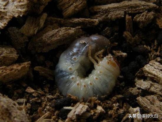 土豆有地蚕虫怎么治,土豆地里有土蚕怎么治