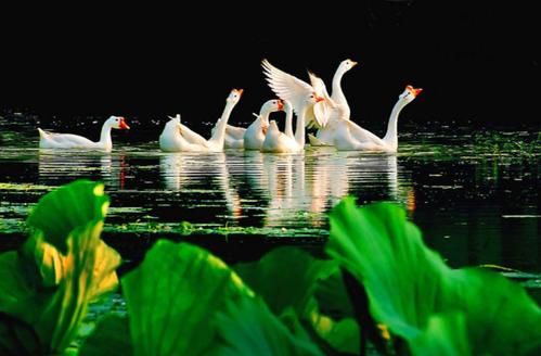 小神童骆宾王写咏鹅的故事,小学生咏鹅诗歌