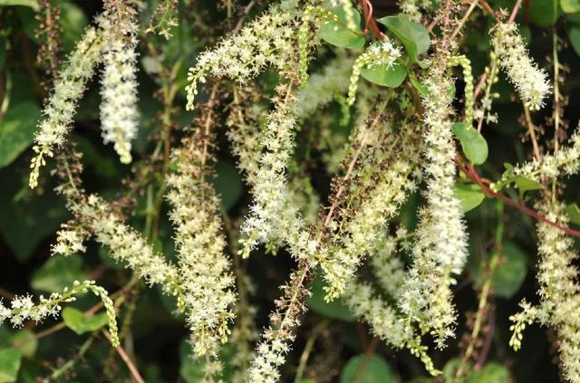 河南外来入侵野草 (入侵的野草)