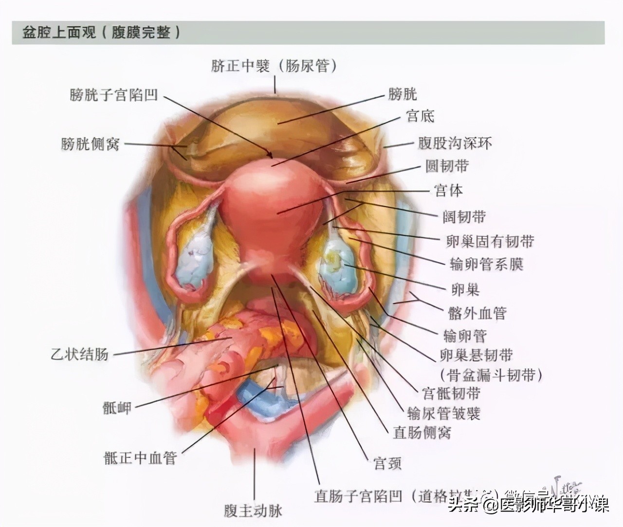 盆腔动脉血管解剖图谱,盆腔解剖图谱手绘