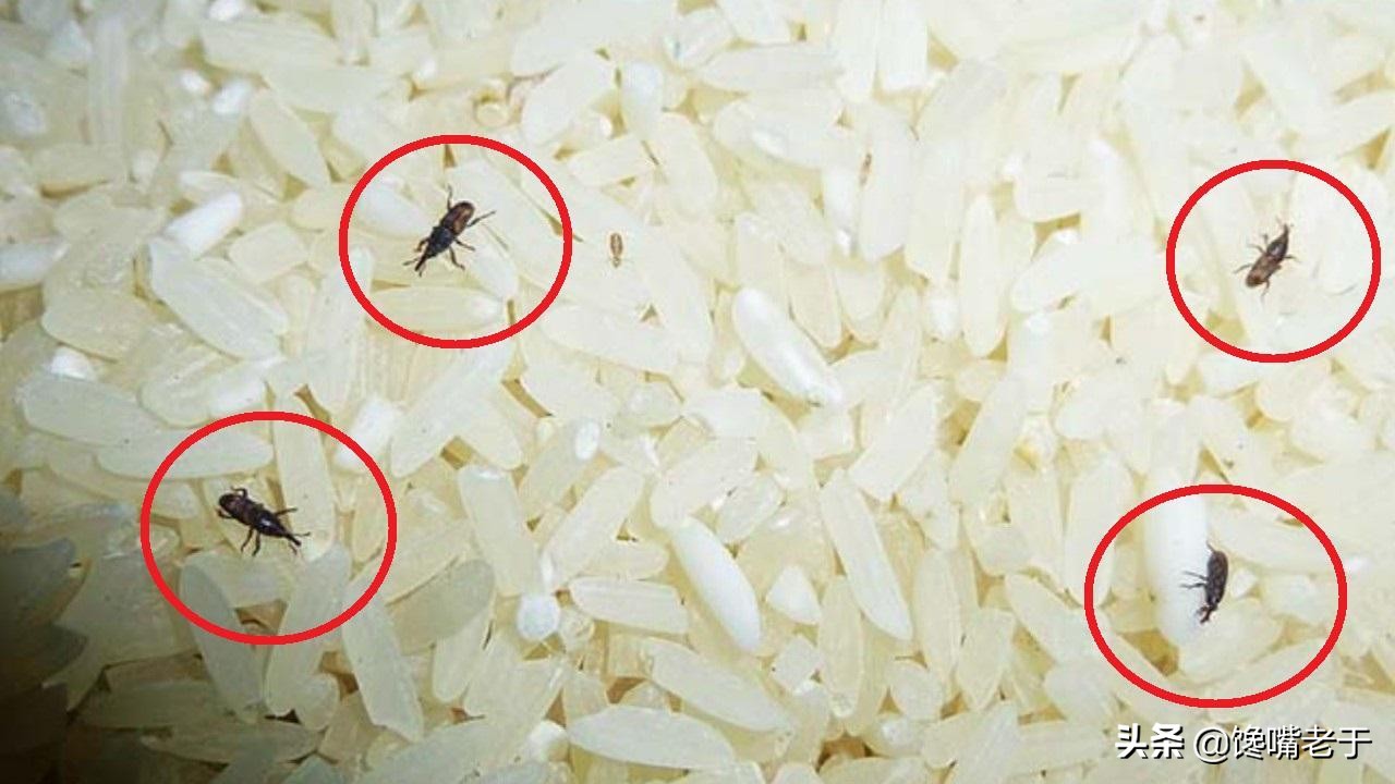 大米库房怎么放不生虫,为什么超市大米敞开放也不坏