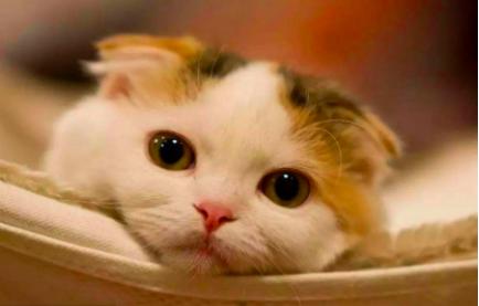 乱尿的猫咪怎么教,猫咪尿血乱尿怎么回事