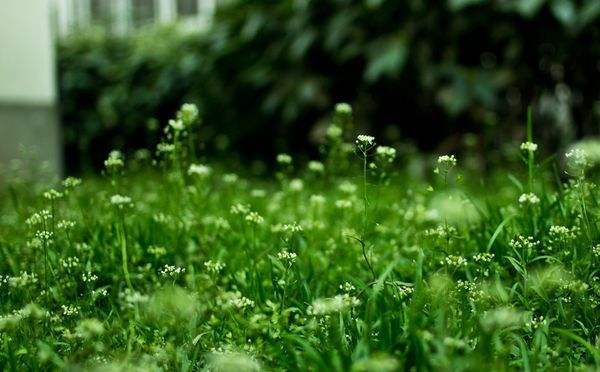 4首辛弃疾的田园风光词，带你远离尘嚣，享受人与自然和谐的美好