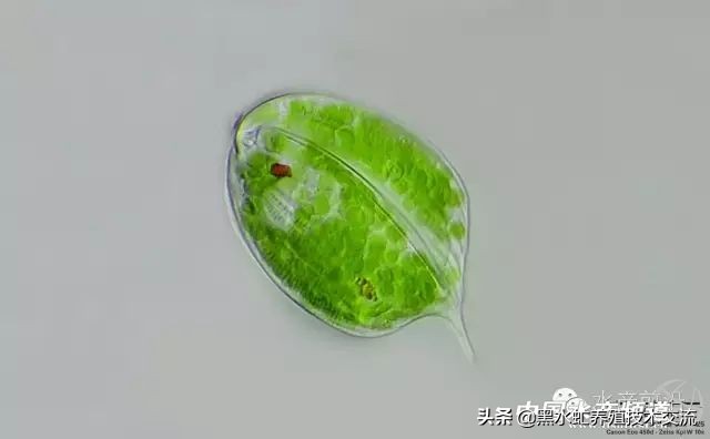 100种水产藻类,水产藻类图谱及名称