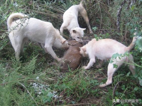 世界上哪种狗数量最多,世界上最具有狼特征的犬