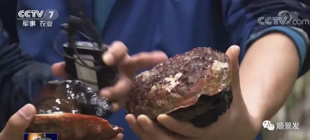 今年进口海鲜市场价格,进口海鲜市场