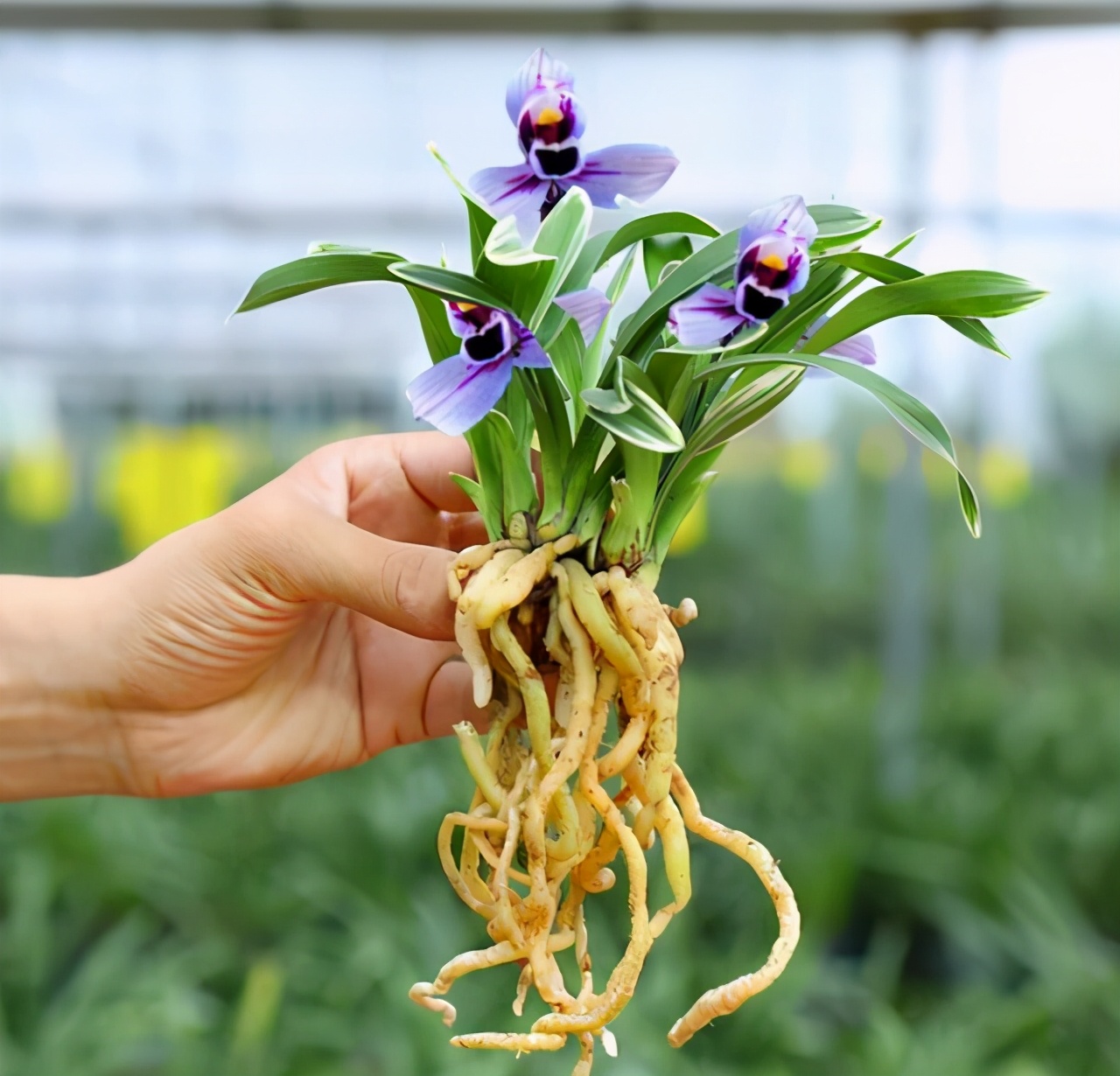 兰花品种香味,兰花界的新奇品种