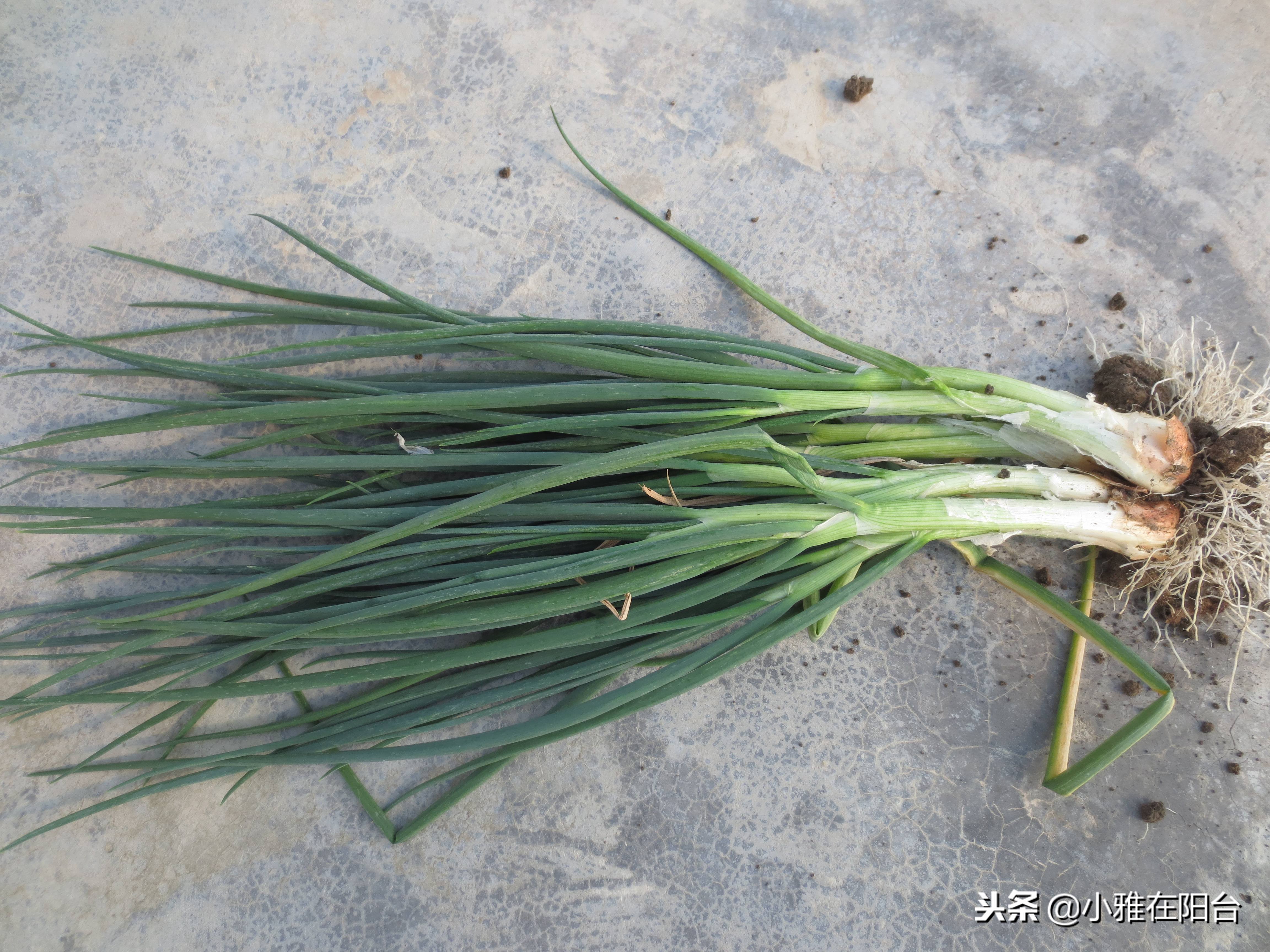 家里种葱的方法视频教程,家里种葱的正确方法