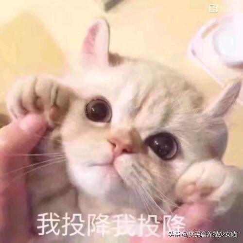 猫咪必备玩具排行榜,猫咪最爱的7款玩具
