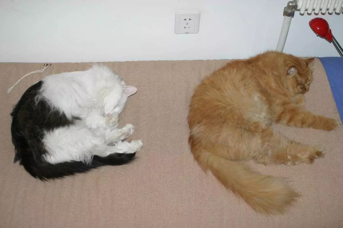 主人怀孕狗狗注意事项,孕犬产前注意事项