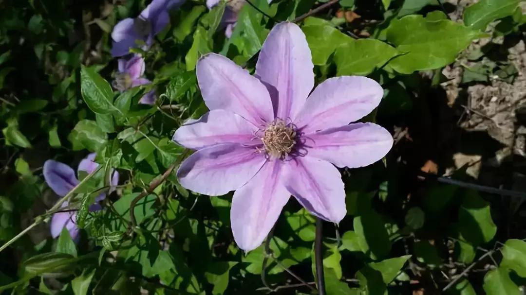 好书推荐快来领取你的宝藏书单,100种百花图谱大全