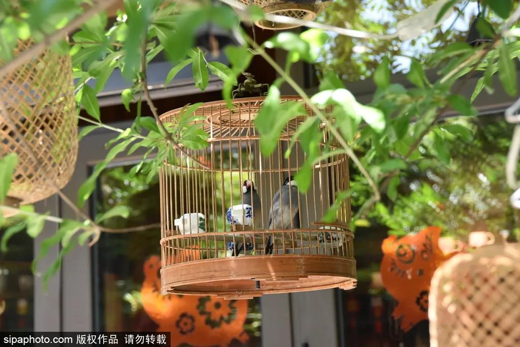 紫色花海免费版,紫色花海免费