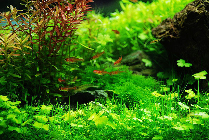 常见中景草,有什么比较好养的中后景草