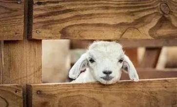 母羊难产助产猛压肚子,母羊难产助产全过程