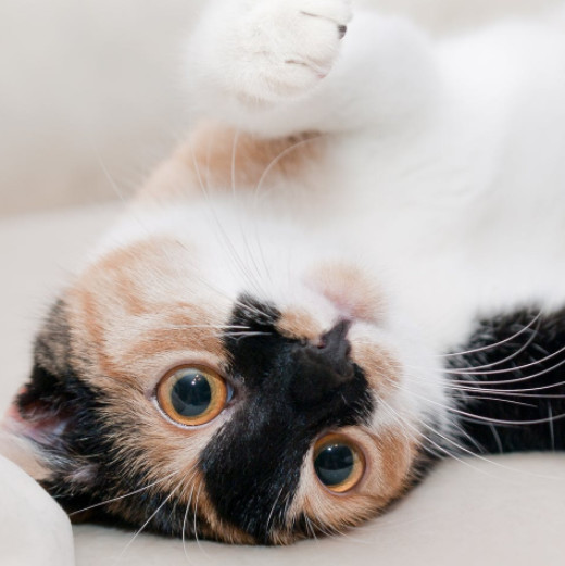 猫咪绝育后舔舐伤口痛苦叫声,有什么方法防止猫咪绝育后舔伤口