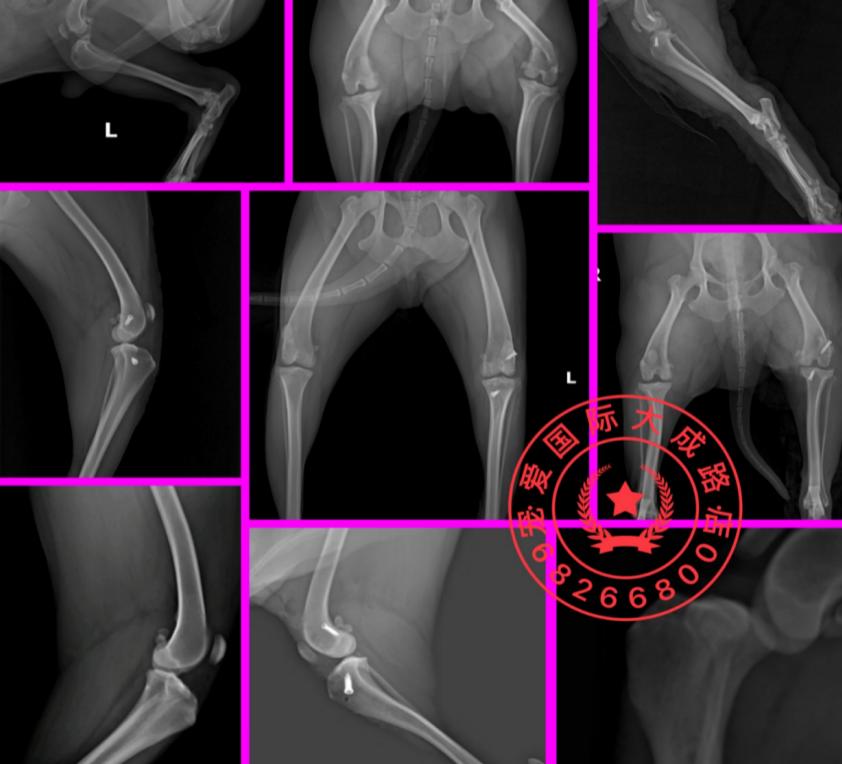 狗狗喜欢追逐移动的东西,狗狗前十字韧带撕裂