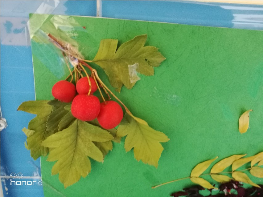 [秋叶之赋]秋日落叶漫漫，落叶归根，然而落叶有顽强的生命力