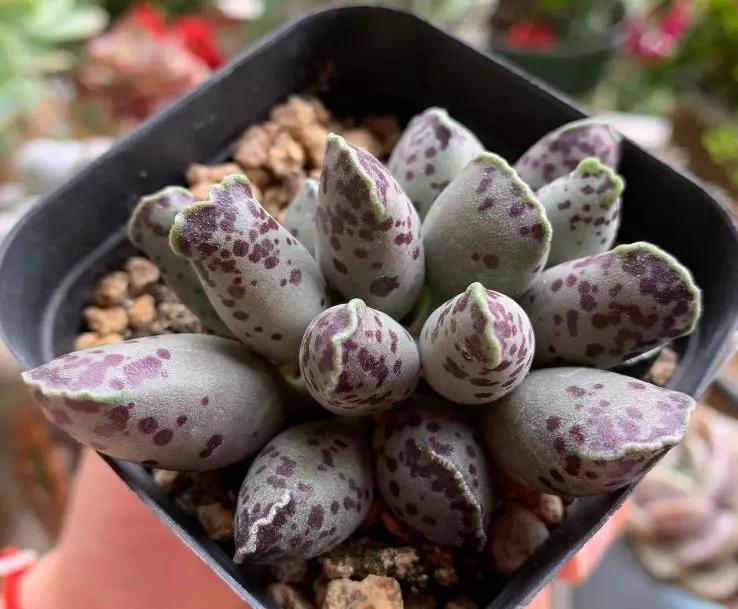 50款最红的多肉一棵多少钱,2021多肉植物掉价最多品种