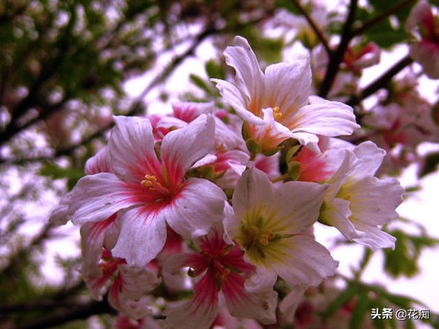 哪里种文冠果最好,文冠果怎么种