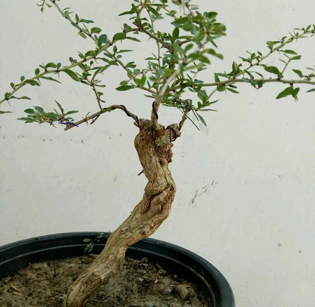 中药地骨皮的副作用,地骨皮是常用中药吗