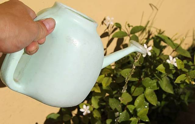 阿司匹林浇花适应哪种花卉,阿司匹林浇花方法与注意事项