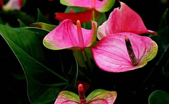 西安三桥附近哪里有花卉市场,西安北二环大明宫花卉市场地址