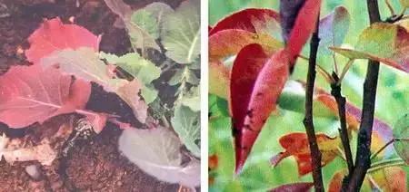 判断植物必需营养元素的标准是,植物生长必需的三种营养元素