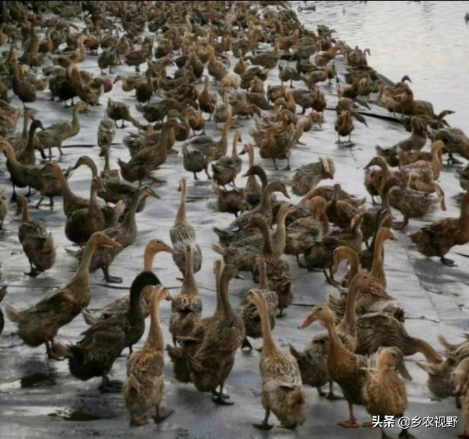 蛋鹅养殖前景如何,蛋鹅的养殖成本及利润