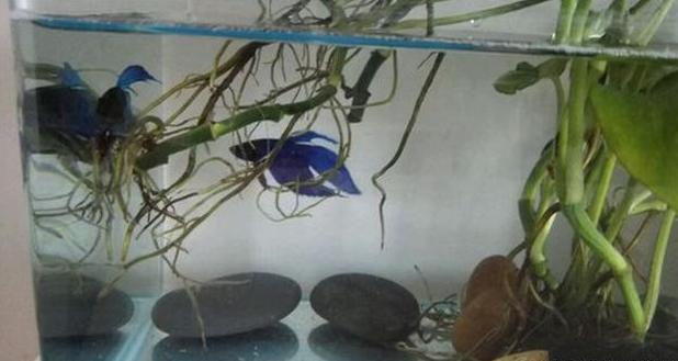 如何让绿萝在鱼缸里面疯长,绿萝的肥料可以放鱼缸里吗