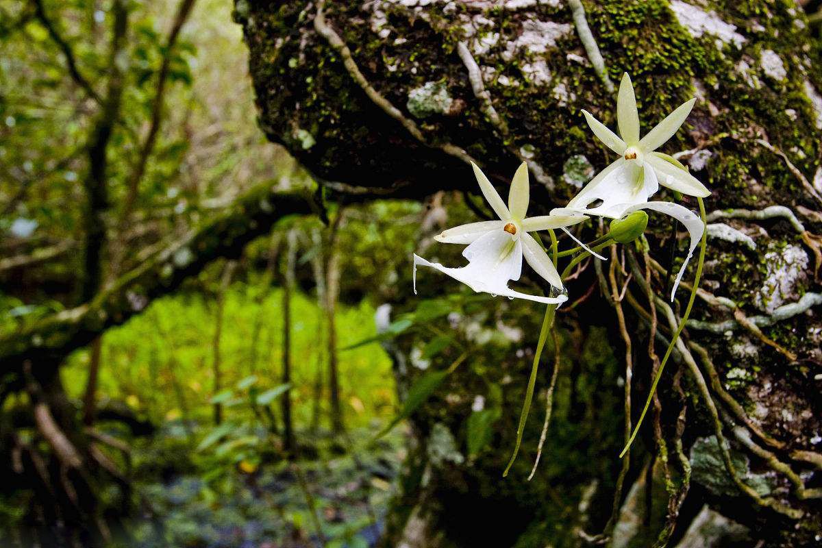 兰花怎么养成值钱的兰花呢,这五种兰花越养越值钱