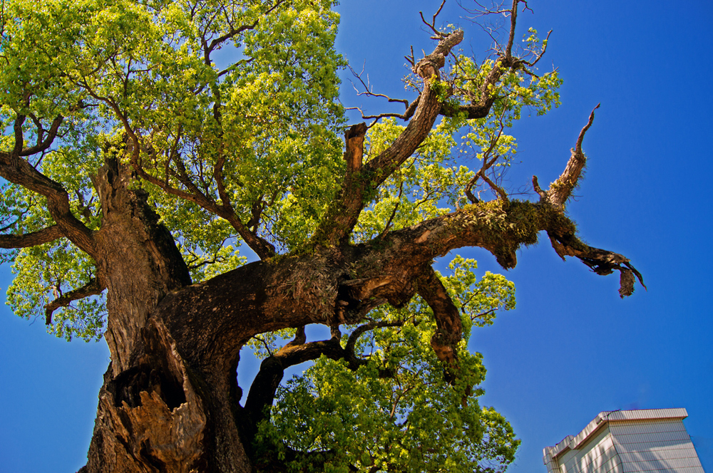 陆游的山重水复疑无路柳暗花明,山重水复疑无路陆游最美的十首词