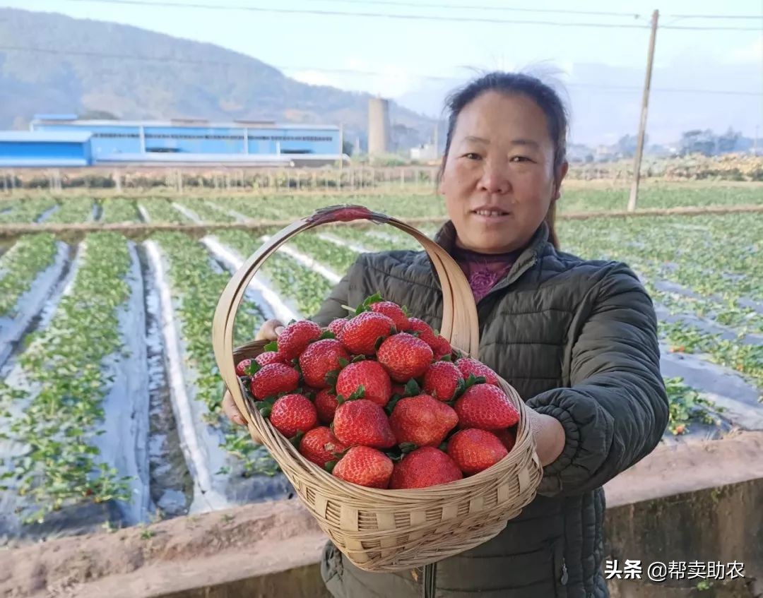 比车厘子还好的水果,比车厘子小的水果