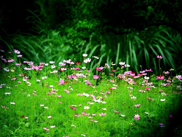 原创蝴蝶恋花,蝶恋花蝴蝶原唱