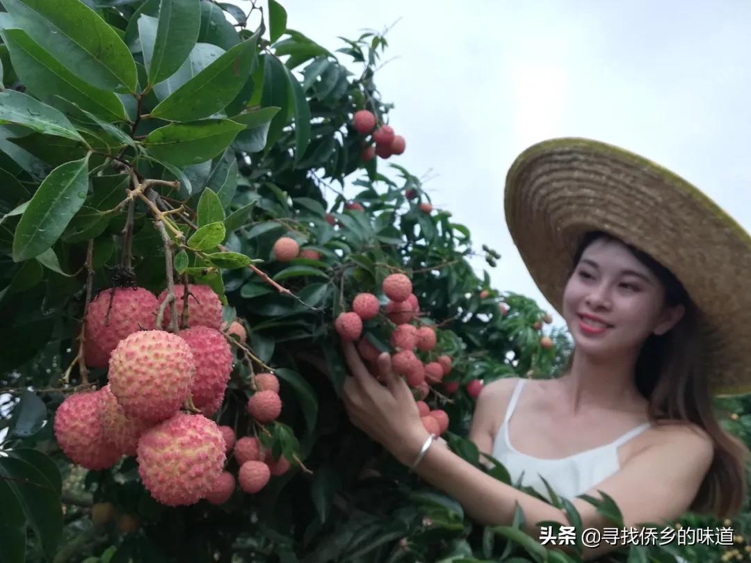 5月份江门哪里可以摘荔枝,江门哪里有免费荔枝摘