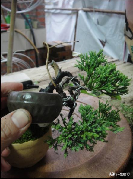 盆景老桩镂空舍利的制作,舍利盆景造型技艺图解