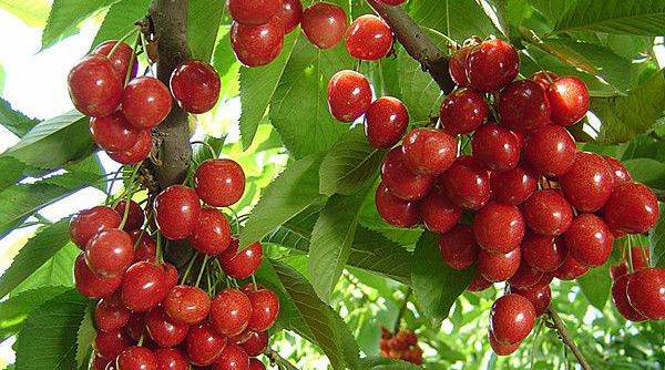 西安2023樱桃采摘园附近,西安樱桃采摘园地图