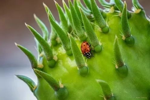 瓢虫怎么分辨害虫和益虫,瓢虫会吃植物吗