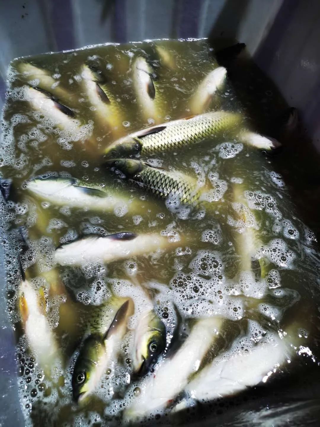 昆明排队三十年老店,昆明排队的老店