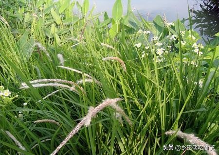 除草不用农药怎么除得快,除草不费力气的办法