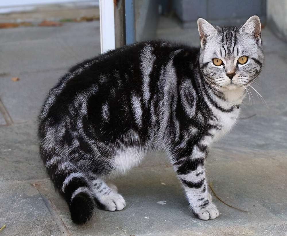 虎斑猫吃不胖的原因有哪些,虎斑猫怎么也吃不胖呢