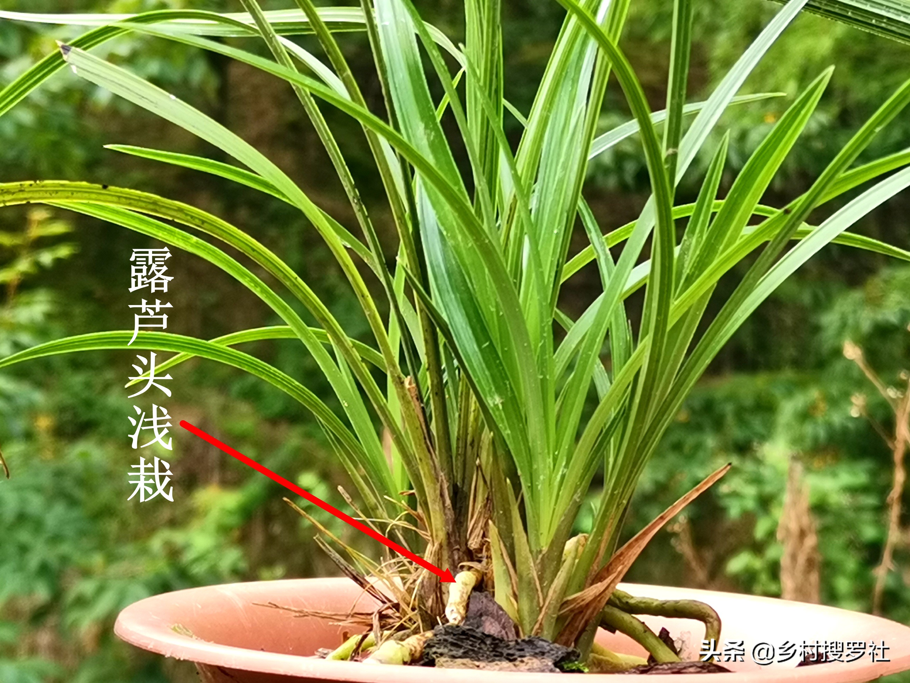 兰花高种好还是低种好,怎样种植兰花才让它又茂盛又高大