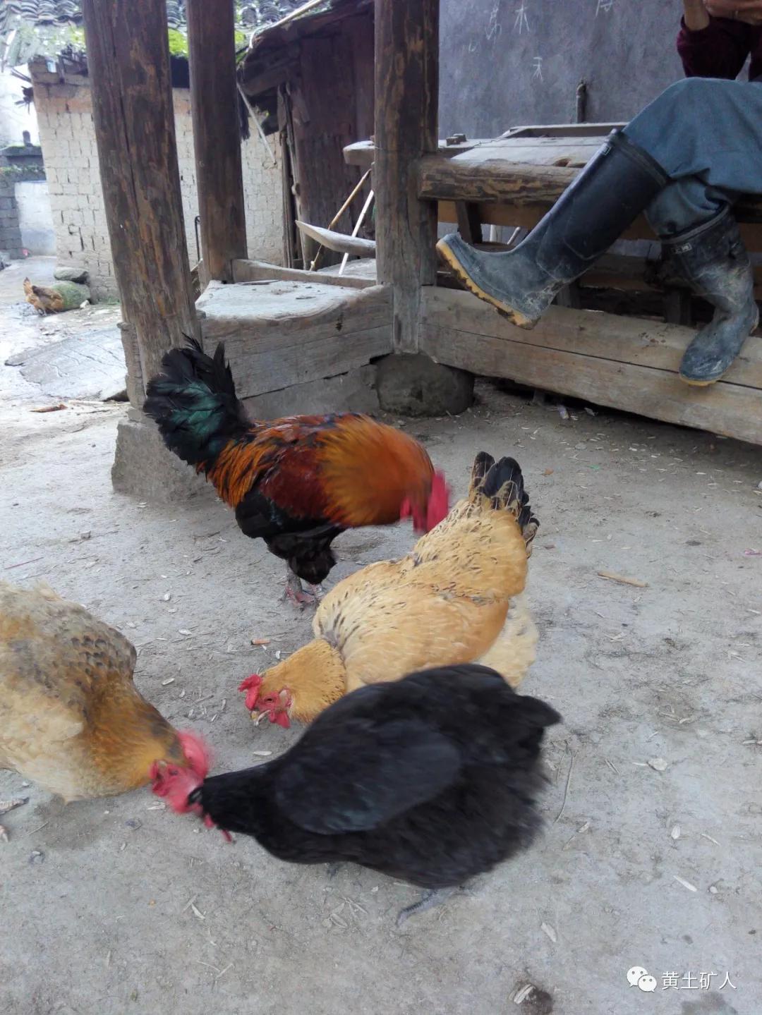 命运三则（二）呷抱鸡婆