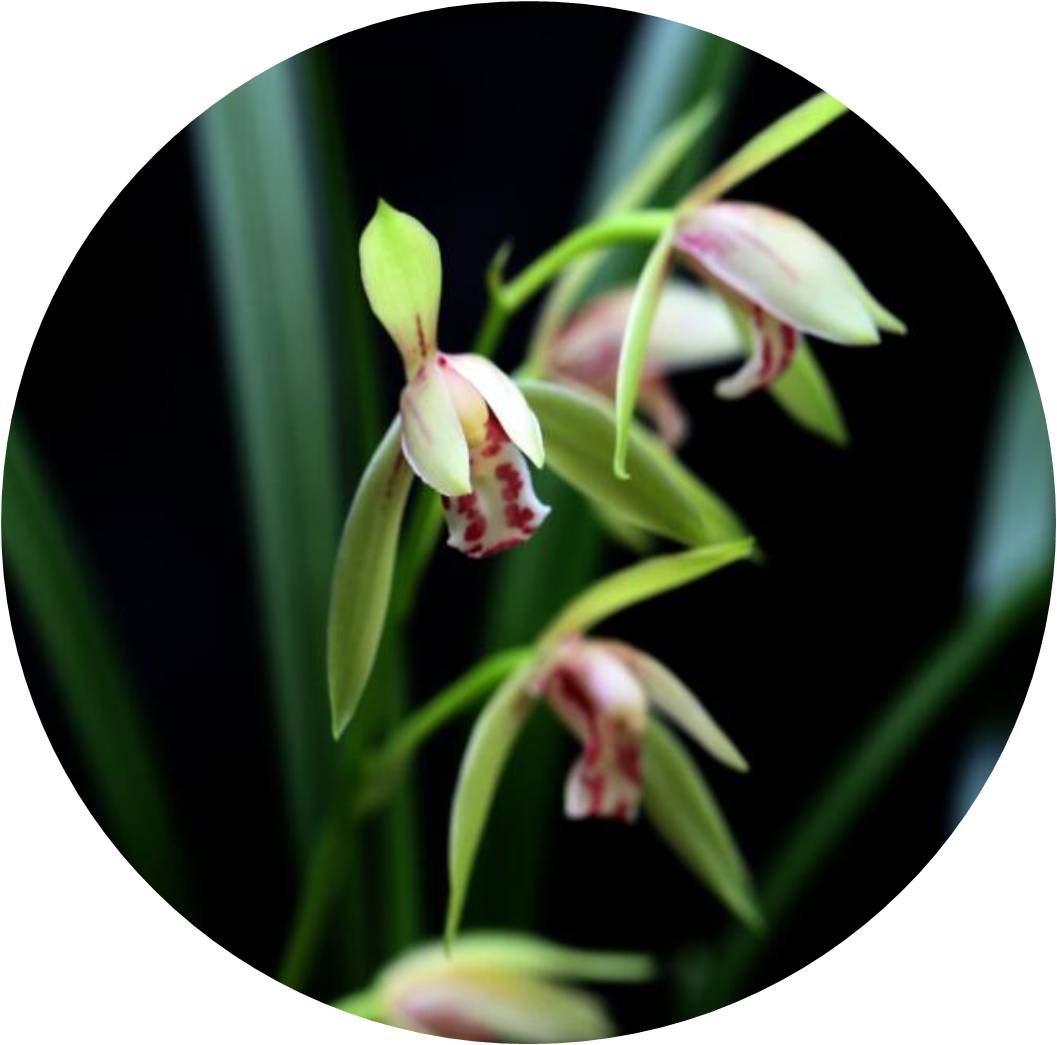 菊竹梅兰图欣赏,花中四君子的兰花图片