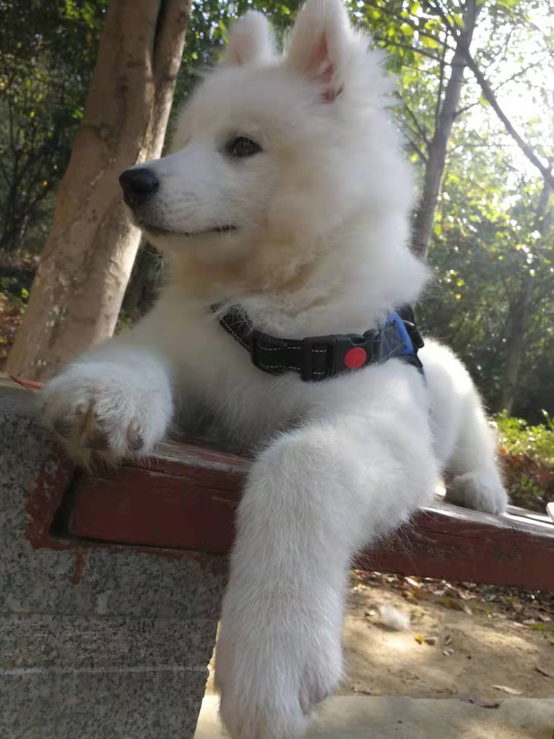 萨摩耶为什么不认主人,萨摩耶为什么不愿意抱猫