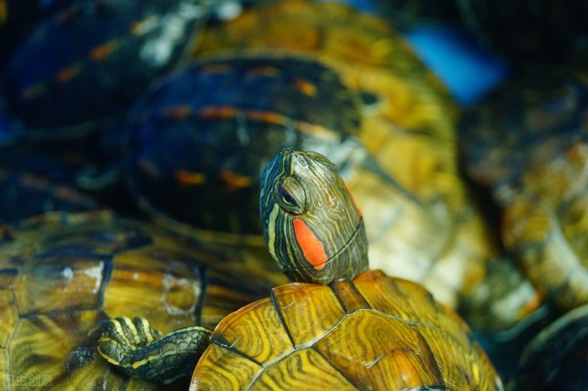 新手养龟是挑公龟好还是母龟好,新手养龟快乐缸如何改造