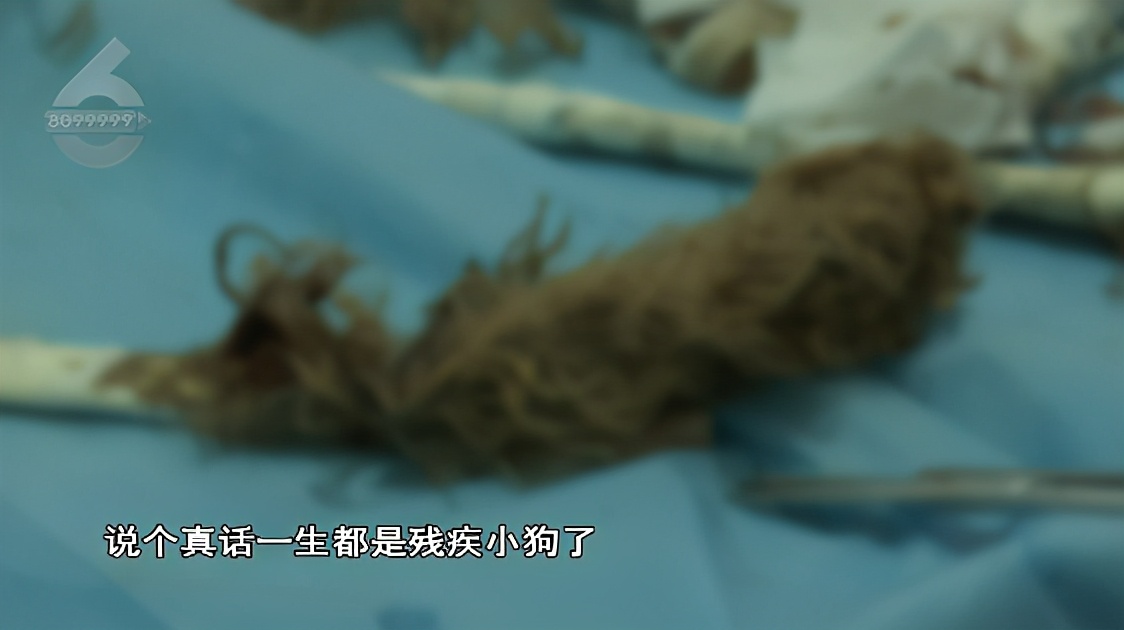 泰迪前腿残疾训练,残疾泰迪能收留吗