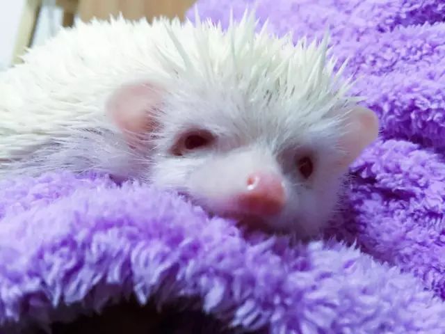 养狗养猫养兔子哪个好,养猫和养狗熊哪个更好