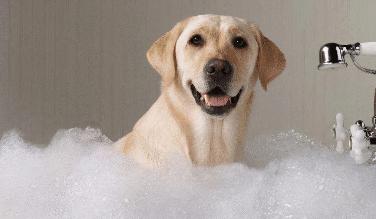 狗狗为什么抗拒洗澡,狗狗抗拒洗澡怎么办