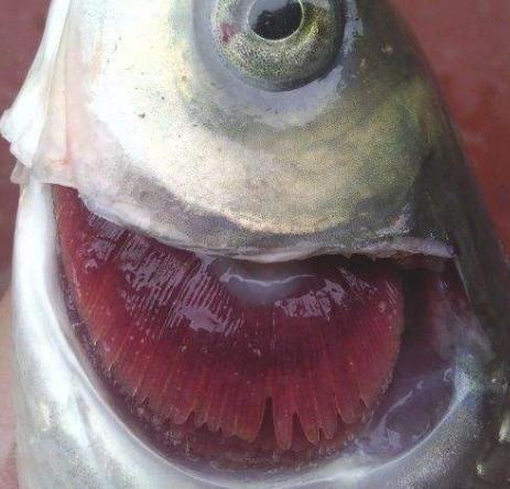 观赏鱼烂鳃病怎么治,观赏鱼烂鳃病症状